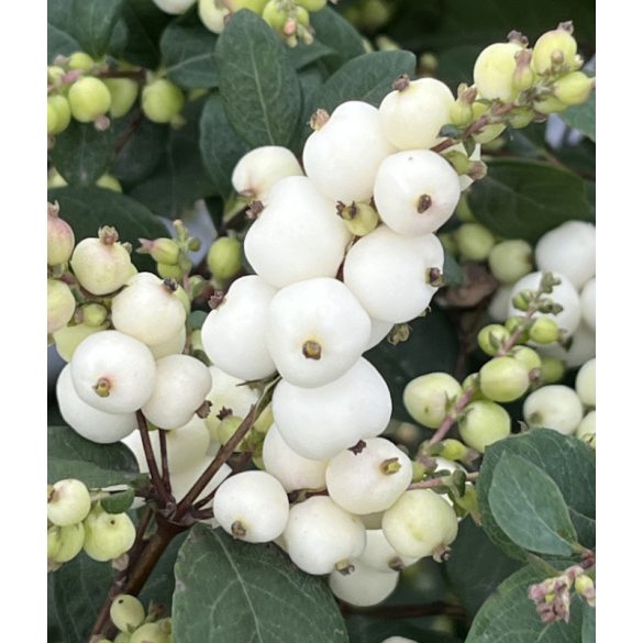 Symphoricarpos 'Magical Galaxy' - Hóbogyó 30/40