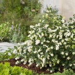 Symphoricarpos 'Magical Galaxy' - Hóbogyó 30/40