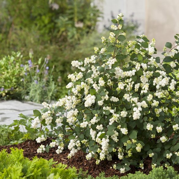 Symphoricarpos 'Magical Galaxy' - Hóbogyó 30/40
