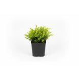 Lonicera nitida 'Golden Glow' – Talajtakaró lonc cs9