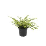 Lonicera nitida 'Golden Glow' – Talajtakaró lonc 20/40