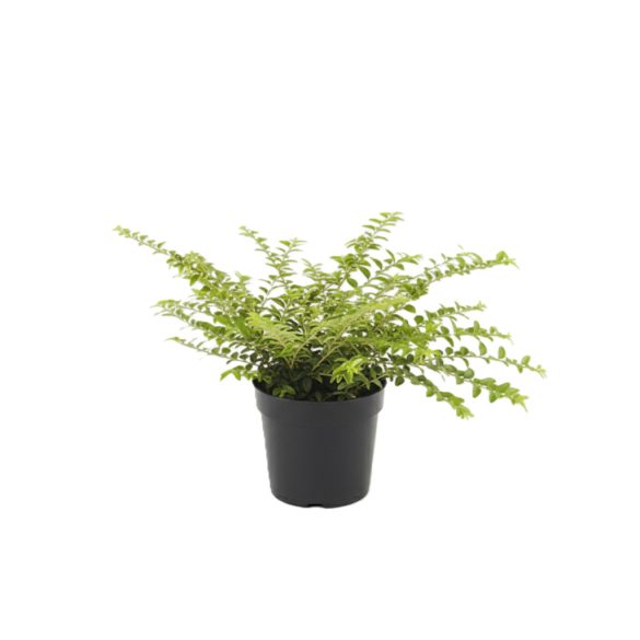 Lonicera nitida 'Golden Glow' – Talajtakaró lonc 20/40