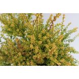 Lonicera nitida 'Golden Glow' – Talajtakaró lonc 20/40