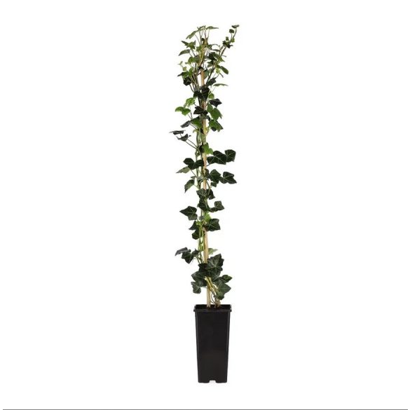 Hedera helix 'Woerner' – Közönséges borostyán 40/60