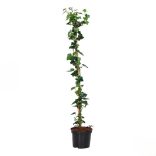 Hedera helix 'Woerner' – Közönséges borostyán 60/100