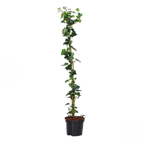 Hedera helix 'Woerner' – Közönséges borostyán 60/100