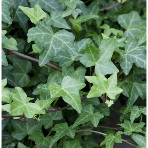 Hedera helix 'Woerner' – Közönséges borostyán 60/100