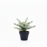 Cotoneaster hybrid 'Bella' - Piros bogyós madárbirs cs9