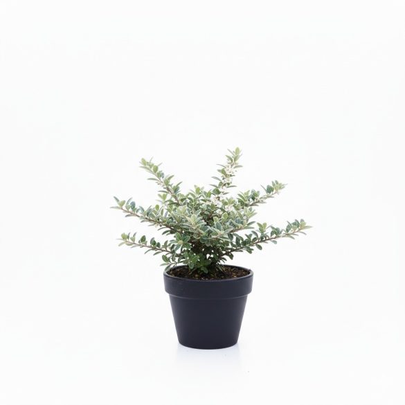 Cotoneaster hybrid 'Bella' - Piros bogyós madárbirs cs9