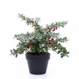 Cotoneaster hybrid 'Bella' - Piros bogyós madárbirs 2L