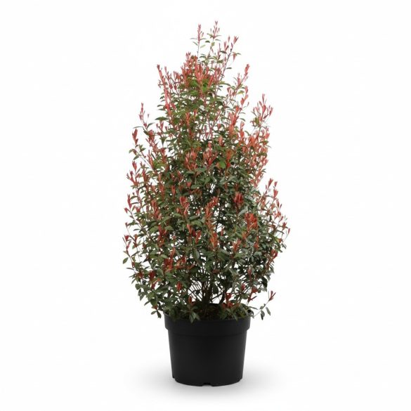 Photinia 'Robusta' – Korallberkenye 60/80
