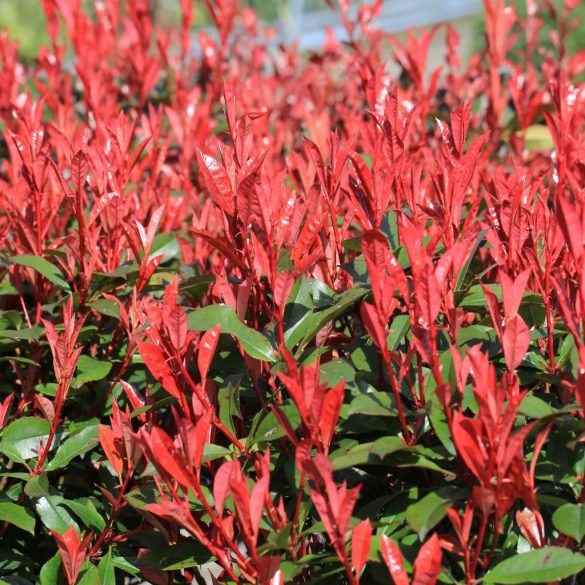 Photinia 'Robusta' – Korallberkenye 60/80