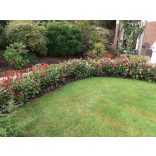 Photinia 'Robusta' – Korallberkenye 60/80