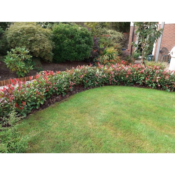 Photinia 'Robusta' – Korallberkenye 60/80