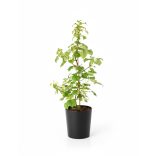 Hydrangea petiolaris - Kúszó hortenzia 60/80