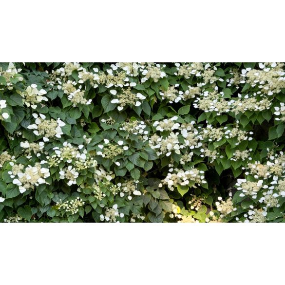 Hydrangea petiolaris - Kúszó hortenzia 60/80
