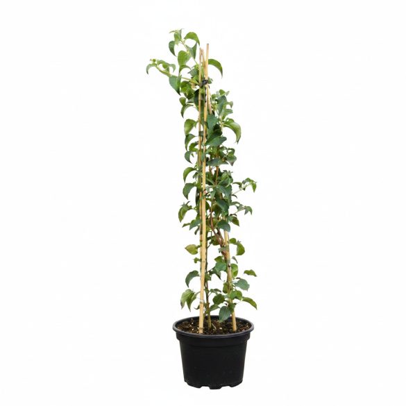 Hydrangea petiolaris - Kúszó hortenzia 80/100
