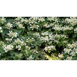 Hydrangea petiolaris - Kúszó hortenzia 80/100