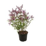 Syringa meyeri 'Palibin' - Törpe orgona cs9