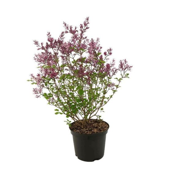 Syringa meyeri 'Palibin' - Törpe orgona cs9