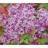 Syringa meyeri 'Palibin' - Törpe orgona cs9