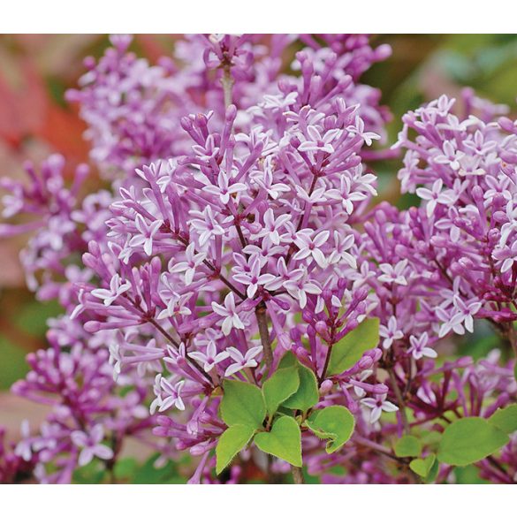 Syringa meyeri 'Palibin' - Törpe orgona cs9