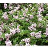 Syringa meyeri 'Palibin' - Törpe orgona cs9