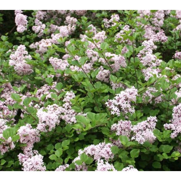 Syringa meyeri 'Palibin' - Törpe orgona cs9