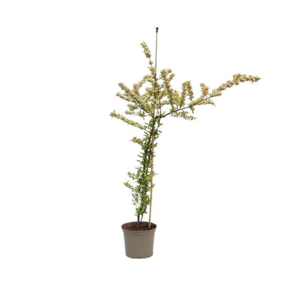 Pyracantha coccinea 'Red Column' - Pirosbogyójú tűztövis 3L