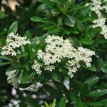 Pyracantha coccinea 'Red Column' - Pirosbogyójú tűztövis 3L