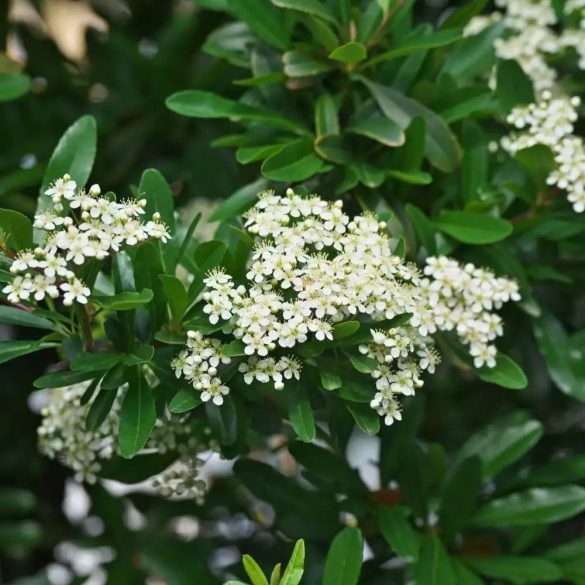 Pyracantha coccinea 'Red Column' - Pirosbogyójú tűztövis 3L