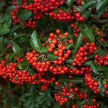 Pyracantha coccinea 'Red Column' - Pirosbogyójú tűztövis 3L