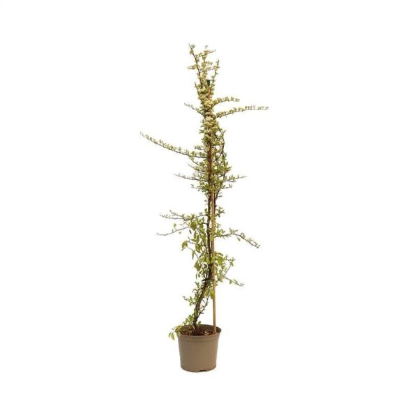 Pyracantha coccinea 'Soleil d'Or' - Citromsárga bogyójú tűztövis 1,5L