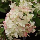 Hydrangea paniculata - Hortenzia 1,5L
