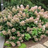 Hydrangea paniculata - Hortenzia 1,5L