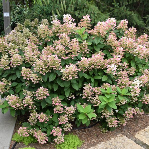 Hydrangea paniculata - Hortenzia 1,5L