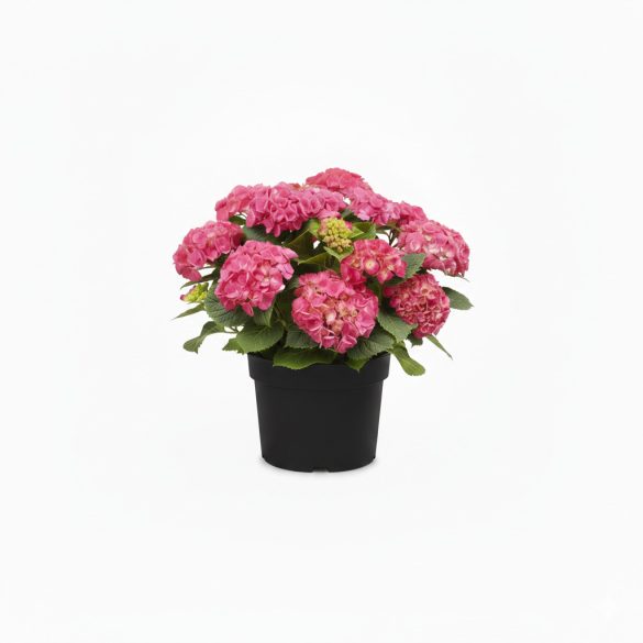 Hydrangea macrophylla - Kerti hortenzia 2L