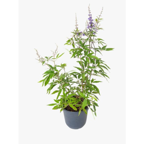 Vitex agnus-castus - Barátcserje 2L
