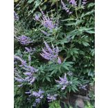 Vitex agnus-castus - Barátcserje 2L