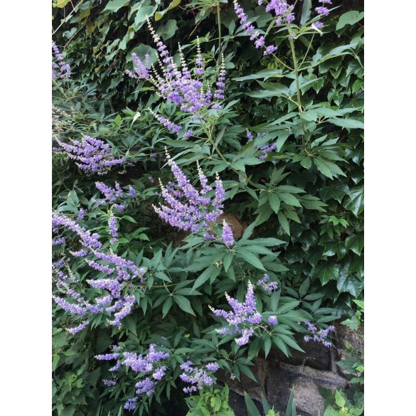 Vitex agnus-castus - Barátcserje 2L