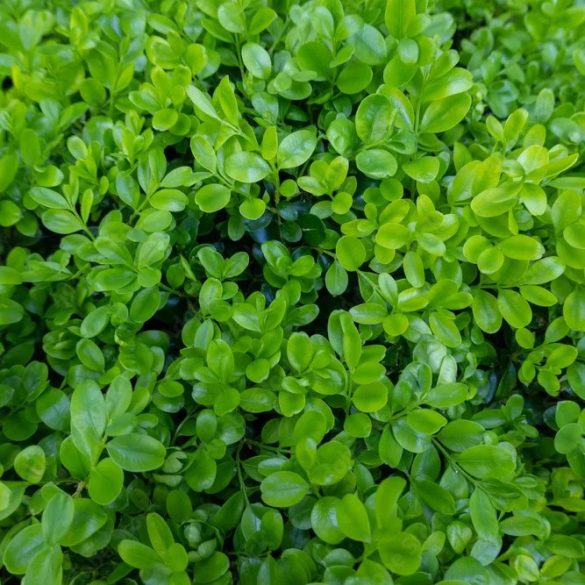 Buxus sempervirens - Örökzöld puszpáng 3L