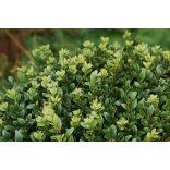 Buxus sempervirens - Örökzöld puszpáng 3L