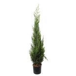 Cupressocyparis leylandii - Leylandi ciprus 175/200