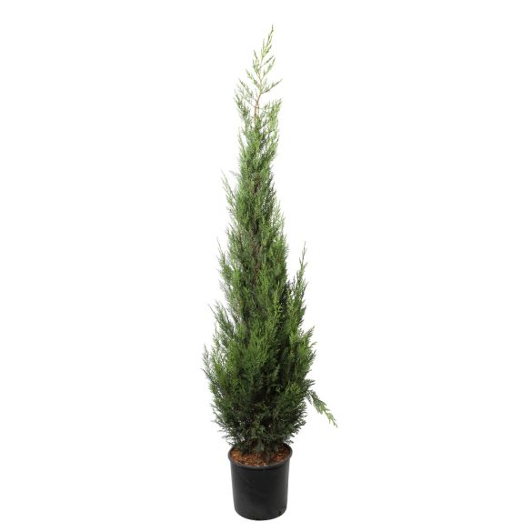 Cupressocyparis leylandii - Leylandi ciprus 175/200