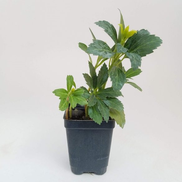 Pachysandra terminalis - Japán kövérke cs9