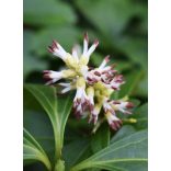 Pachysandra terminalis - Japán kövérke cs9