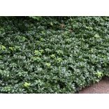 Pachysandra terminalis - Japán kövérke cs9