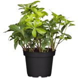 Pachysandra terminalis -  Japán kövérke cs11