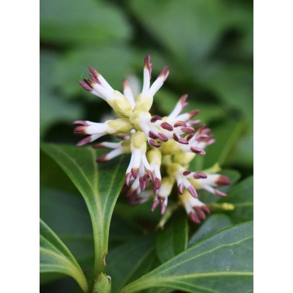 Pachysandra terminalis -  Japán kövérke cs11
