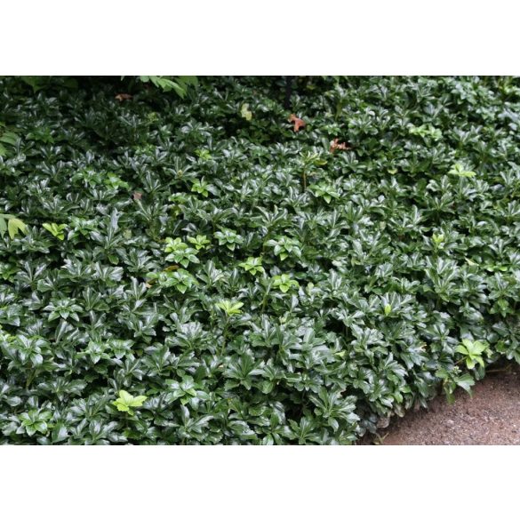 Pachysandra terminalis -  Japán kövérke cs11